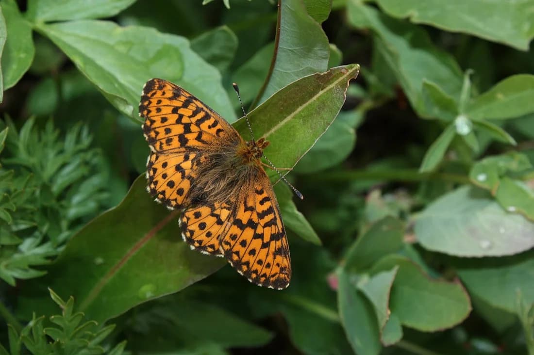 Boloria chariclea