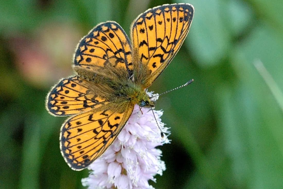 Boloria eunomia