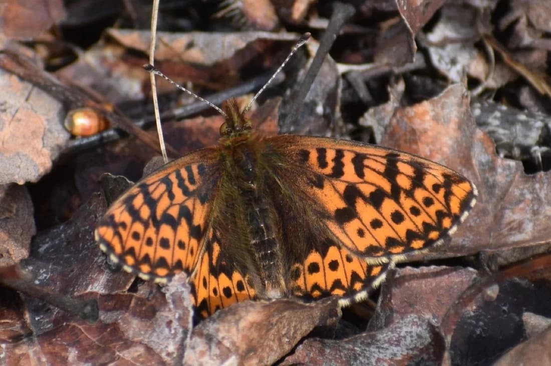 Boloria freija