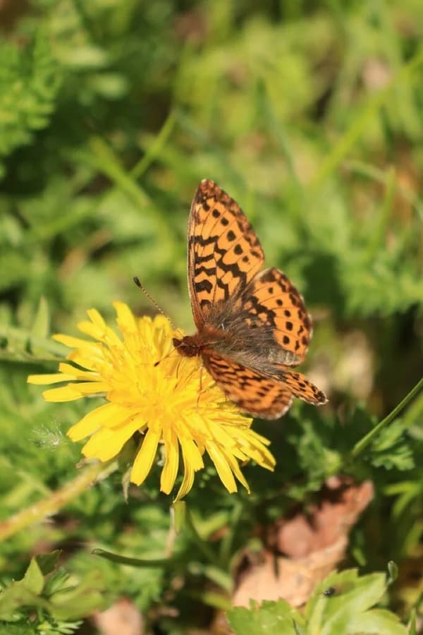 Boloria frigga