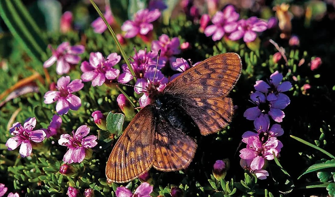 Boloria improba
