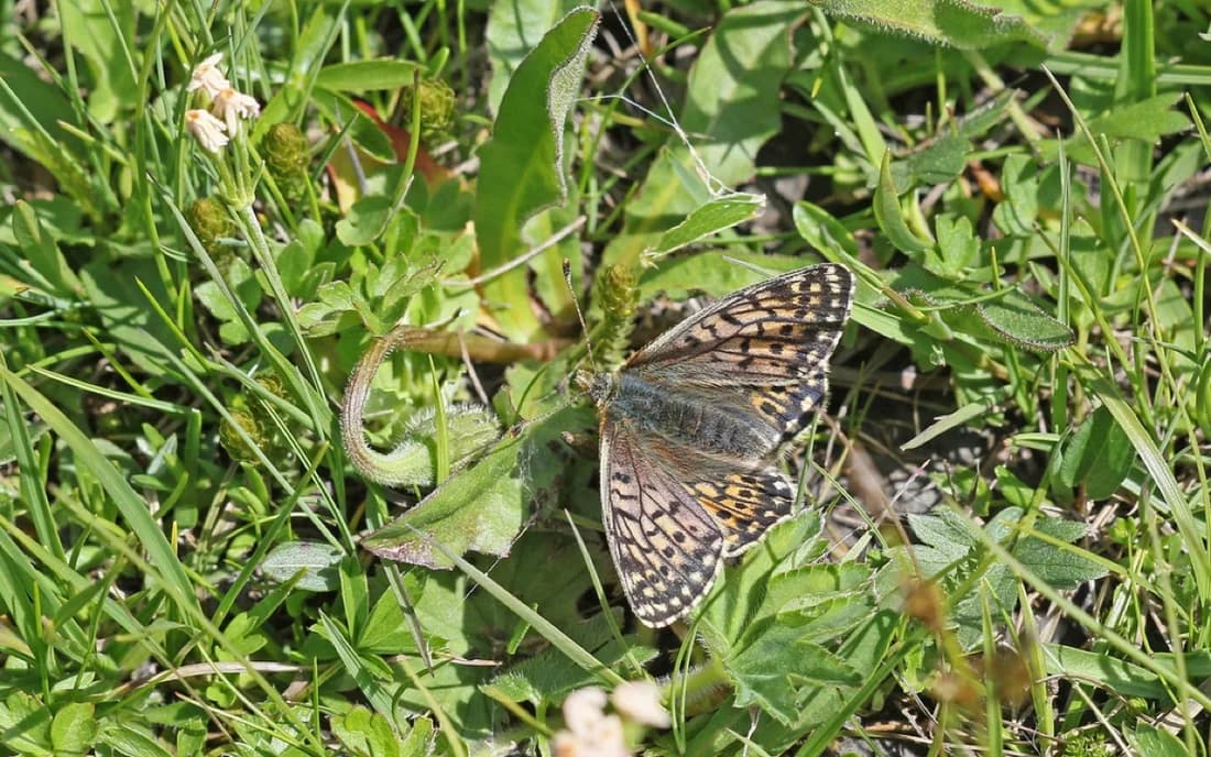 Boloria napaea
