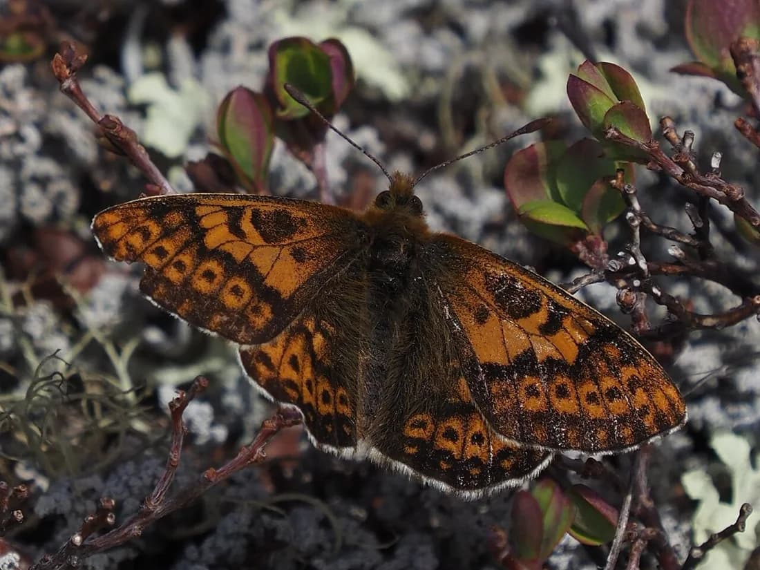 Boloria polaris