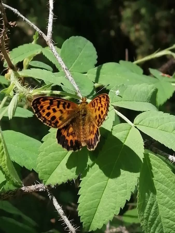 Boloria thore
