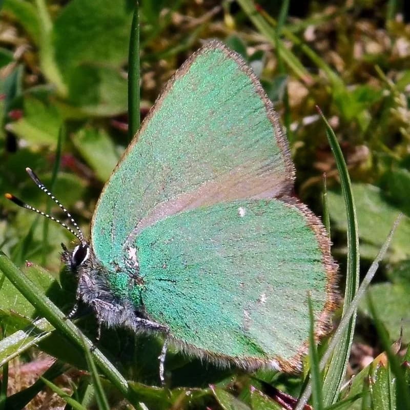 Grøn Busksommerfugl