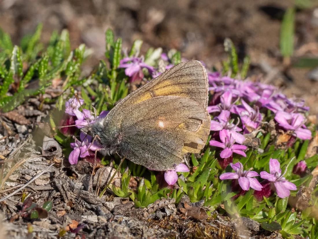 Colias hecla