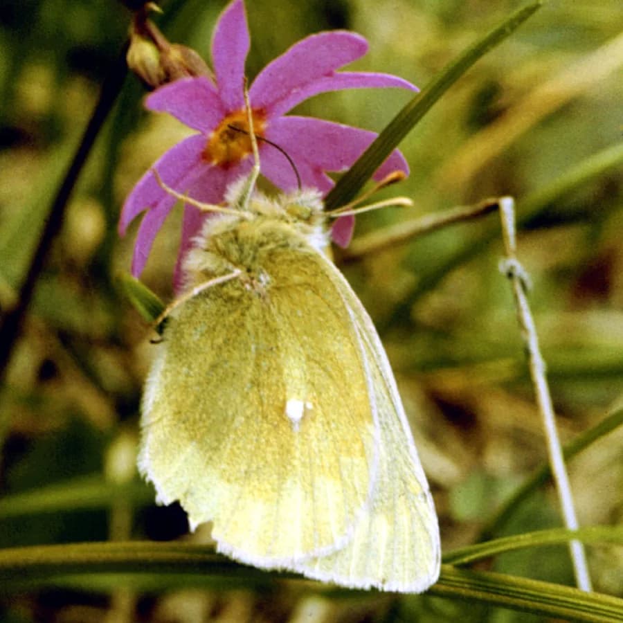 Colias tyche