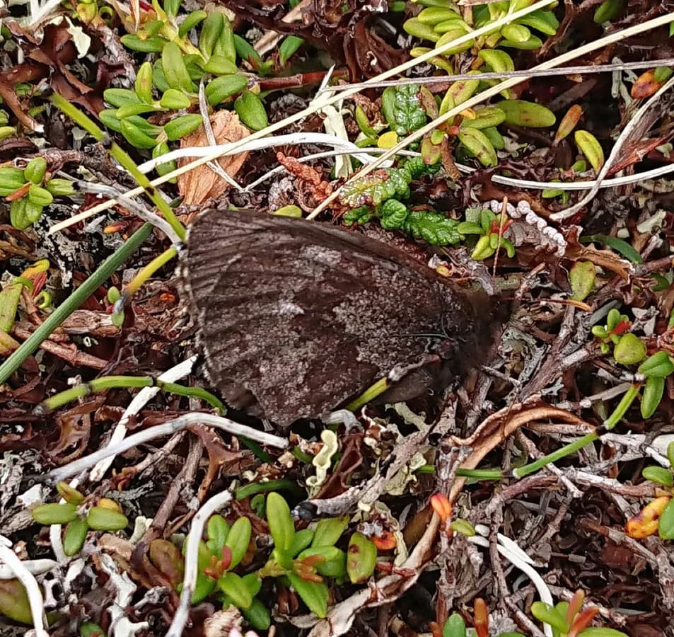 Erebia disa