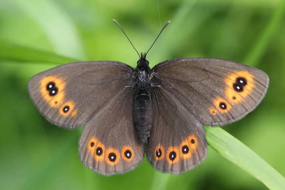 Erebia medusa