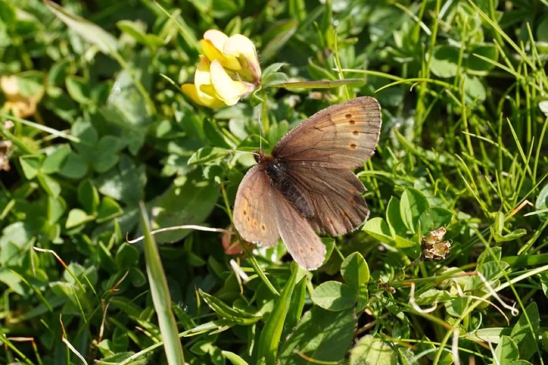 Erebia pandrose