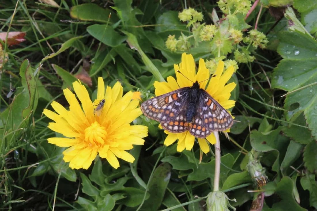 Euphydryas iduna