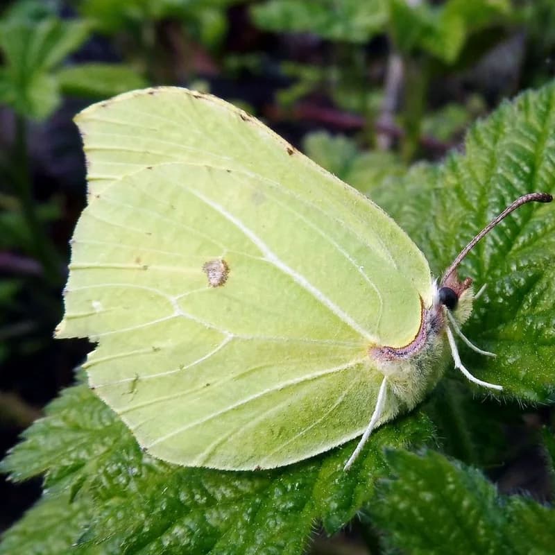 Citronsommerfugl