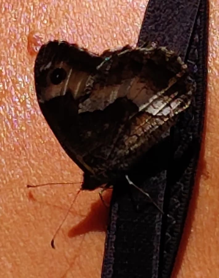 Hipparchia alcyone