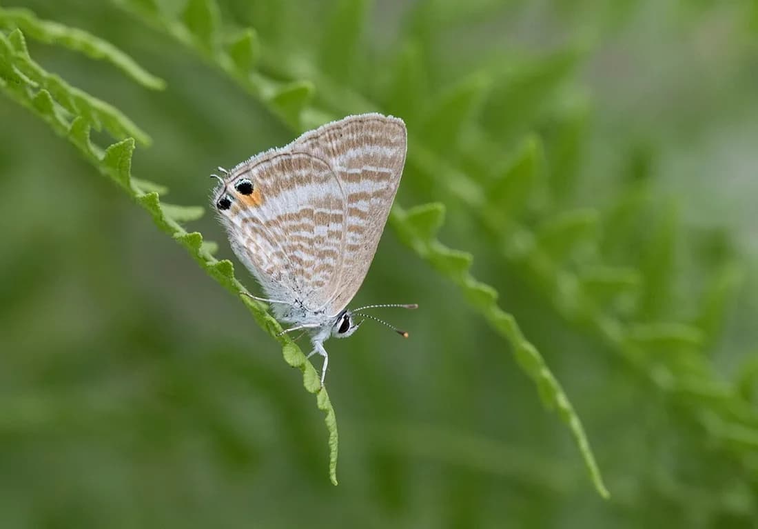 Lampides boeticus