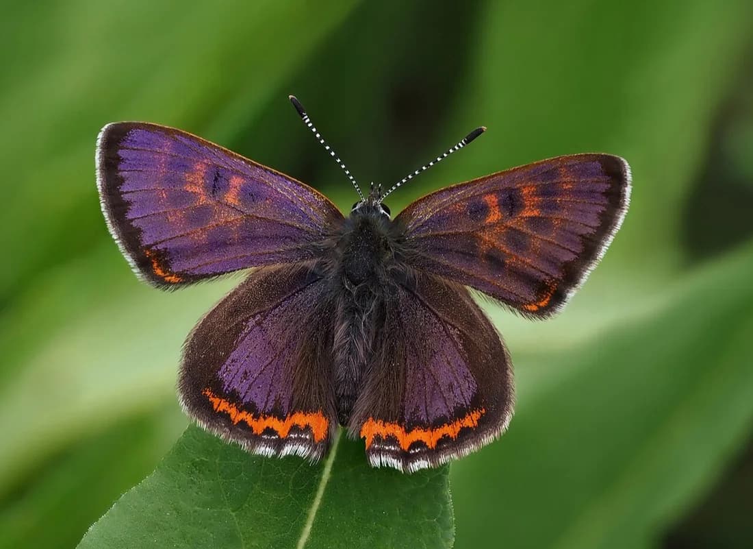 Lycaena helle