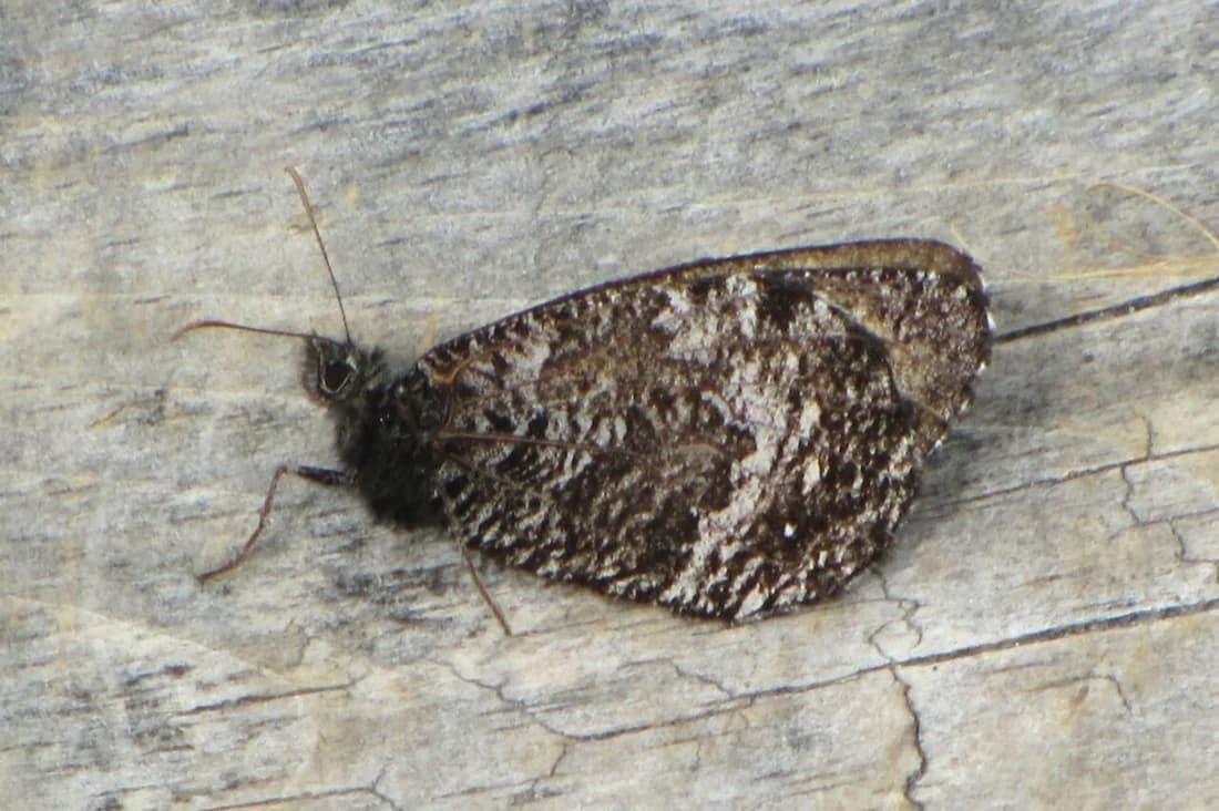 Oeneis jutta