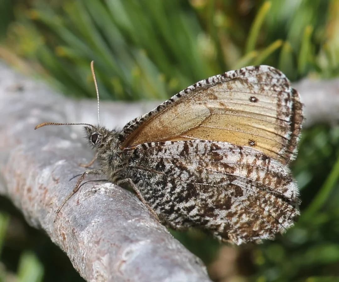 Oeneis norna