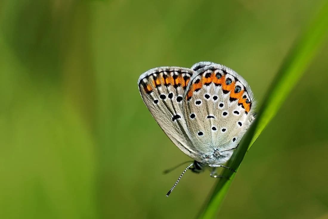 Plebejus argyrognomon
