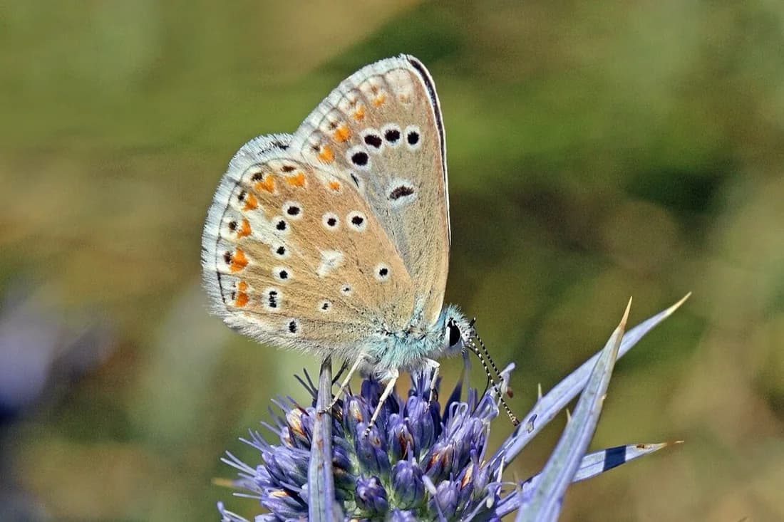 Polyommatus dorylas