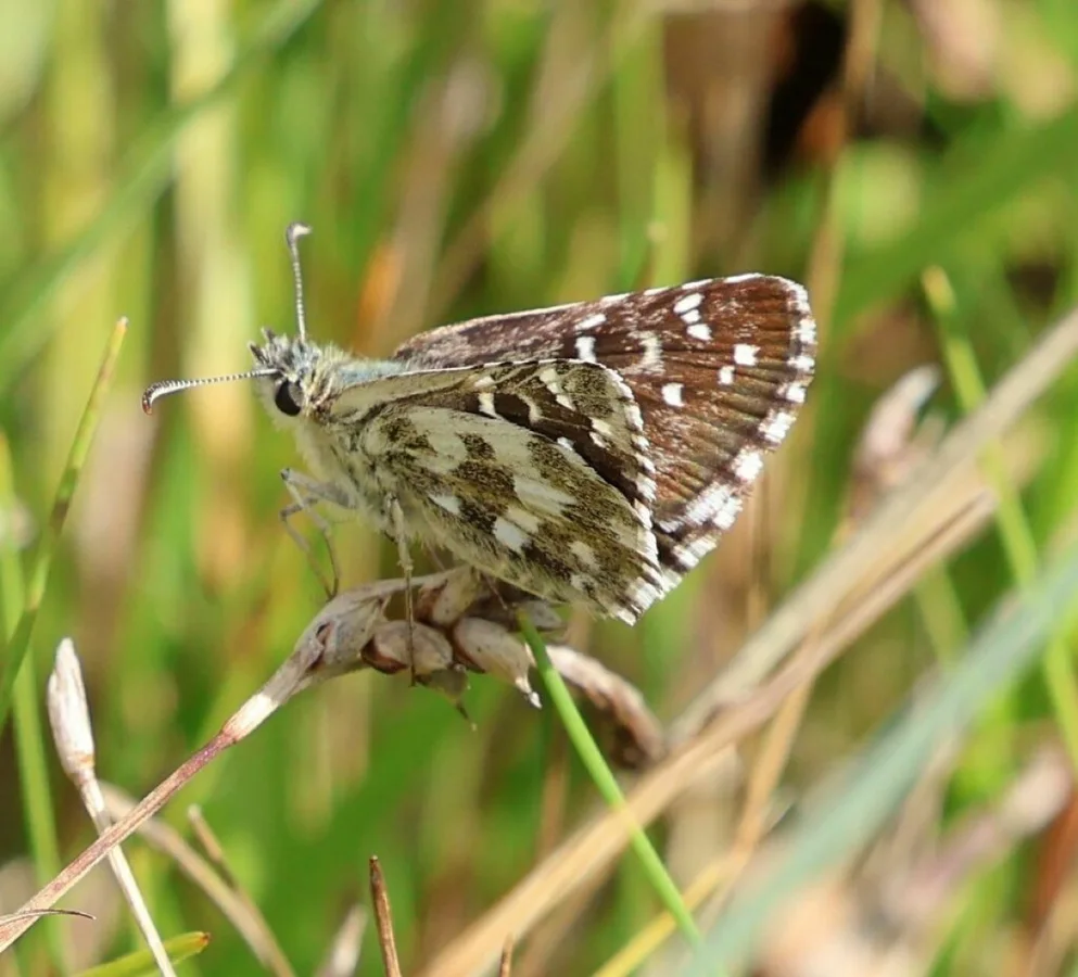 Pyrgus alveus