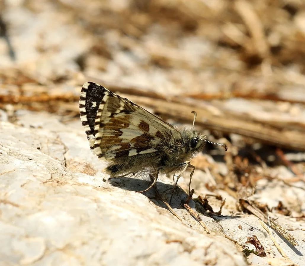 Pyrgus andromedae
