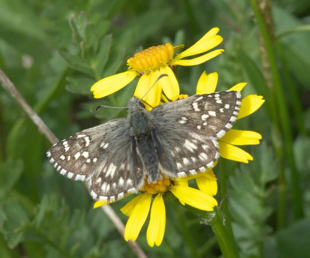 Pyrgus centaureae