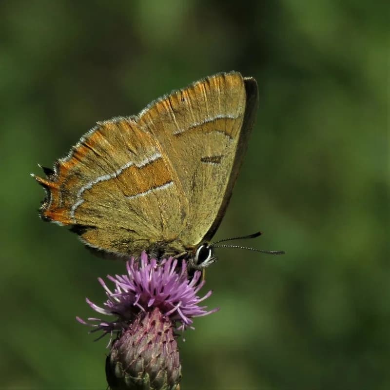Guldhale