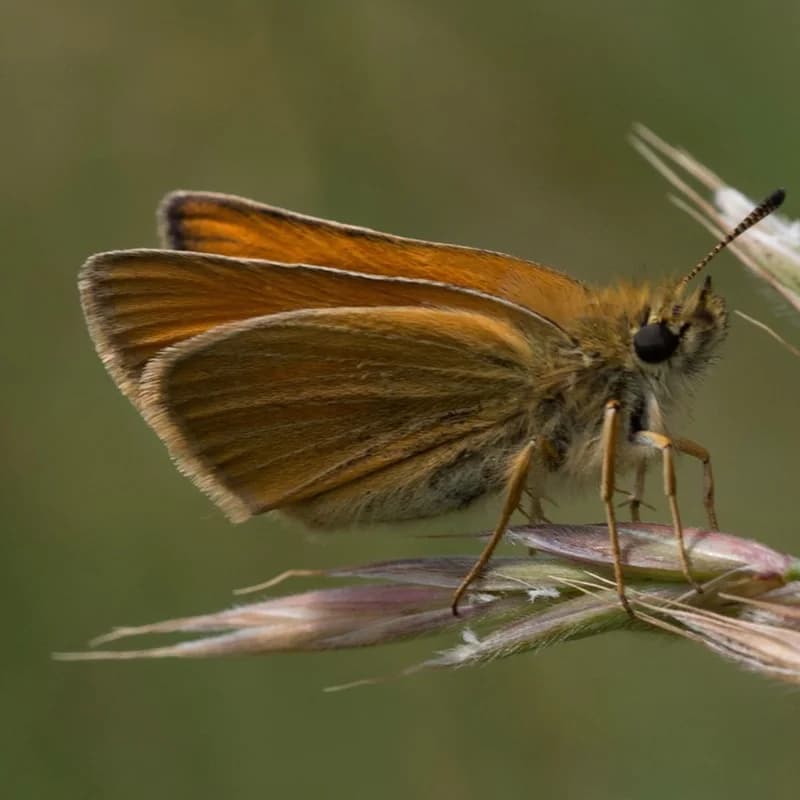 Stregbredpande