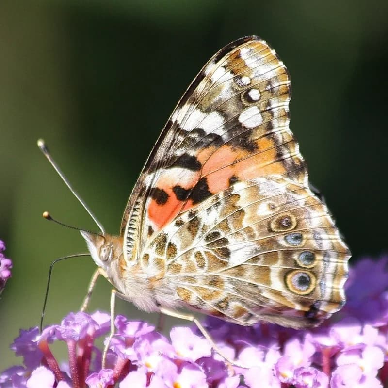 Tidselsommerfugl